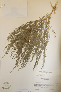 Herbarium Sheet of RSA 116196